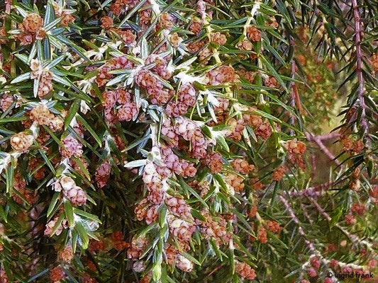 Juniperus cedrus / Zedern-Wacholder (23.02.2018 - Bot. Informationszentrum Nationalpark Caldera de Taburiente, La Palma)