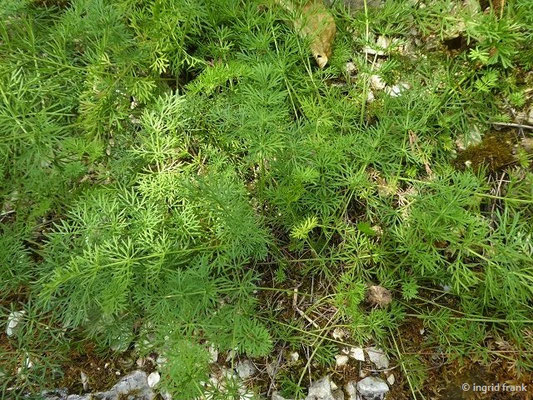 Seseli annuum / Steppen-Sesel   (30.07.2022; Botanischer Garten der Universität Basel)   VII-IX