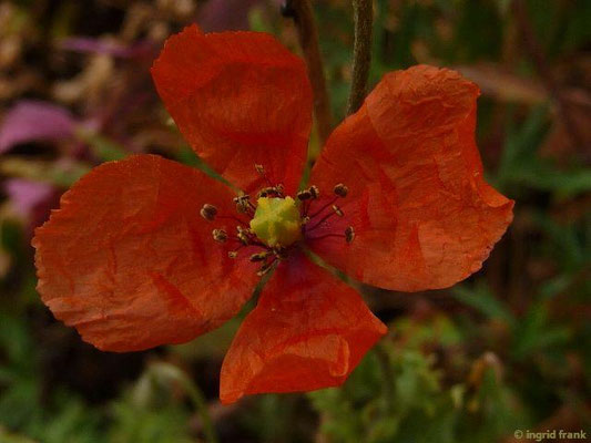 Papaver dubium - Saat-Mohn    V-VII