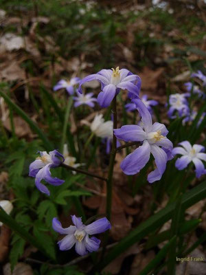 Chionodaxa luciliae / Lucile-Schneeglanz