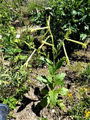 Nicotiana alata / Geflügelter Tabak (27.07.2020 - Syringa Kräutergarten in Hilzingen)