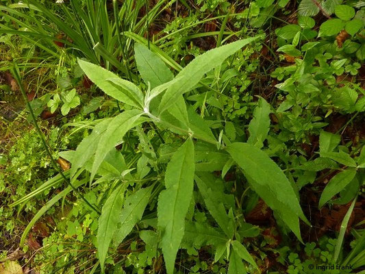 11.09.2022; Buddleja davidii / Sommerflieder