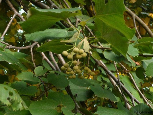 Tilia tomentosa / Silber-Linde (21.09.2015, Hohenheimer Gärten)