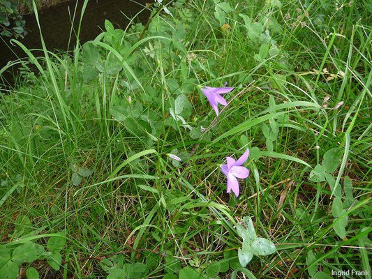 Campanula patula / Wiesen-Glockenblume    V-VII