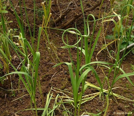 Allium sativum / Knoblauch  (20.06.2012; Weinheim, Schlosspark, Heilkräutergarten)