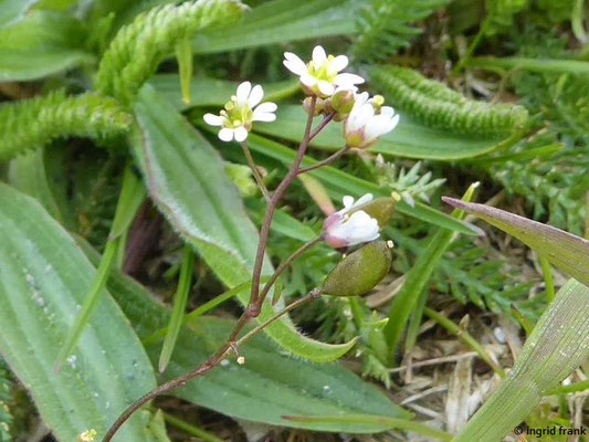 Drabe verna / Frühlings-Hungerblümchen  (22.04.2021)