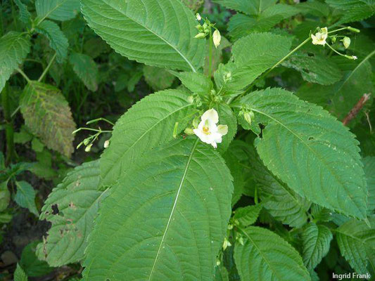 Impatiens parviflora / Kleinblütiges Springkraut