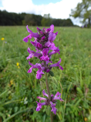 Betonica officinalis / Echte Betonie, Heilziest    (07.10.2019; NSG Hochwiesen-Pfullinger Berg)