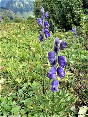 Aconitum napellus / Blauer Eisenhut