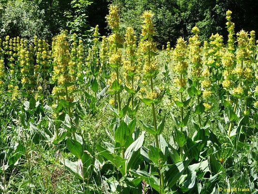 Gentiana lutea / Gelber Enzian    VI-VIII