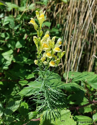 Linaria spec. (150 Arten)