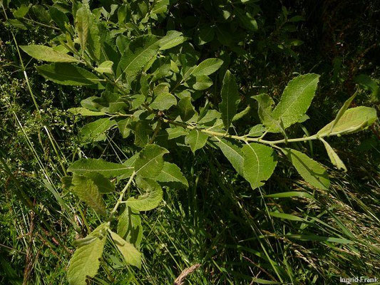 Salix cinerea / Grau-Weide