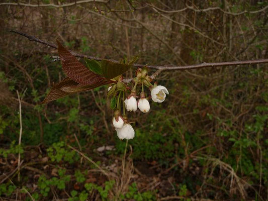 Prunus cerasifera / Kirschpflaume  (verwildertes Zier- oder Obstgehölz)