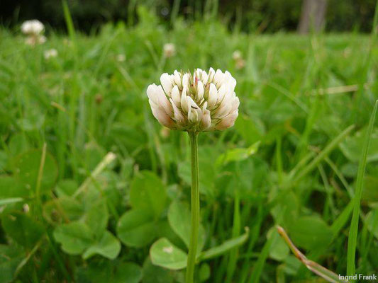 Trifolium repens / Weiß-Klee