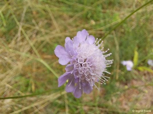 Scabiosa canescens / Graue Skabiose, Duft-Skabiose    (15.08.2023; NSG Sandhausener Düne; Zugmantel-Bandholz)