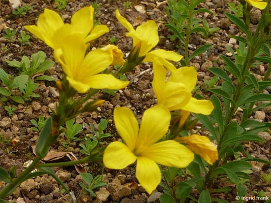 Linum flavum / Gelber Lein   (Botanischer Garten Universität Heidelberg)