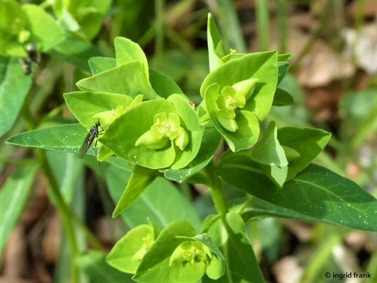 Euphorbia plataphyllos / Breitblättrige Wolfsmilch