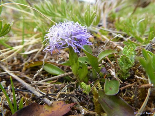 Globularia bisnagarica / Gewöhnliche Kugelblume  (10.05.2021; NSG Digelfeld)