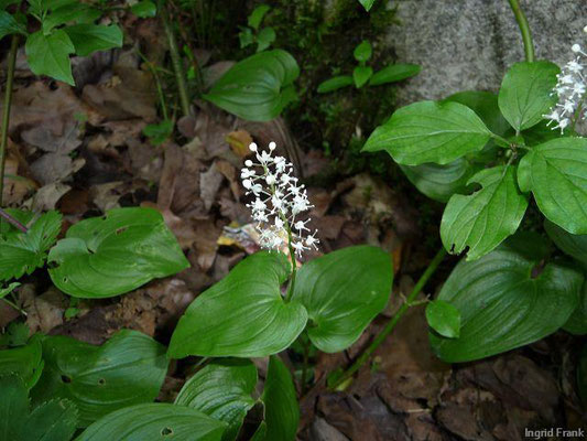 Maianthemum bifolium / Zweiblättrige Schattenblume    V-VI