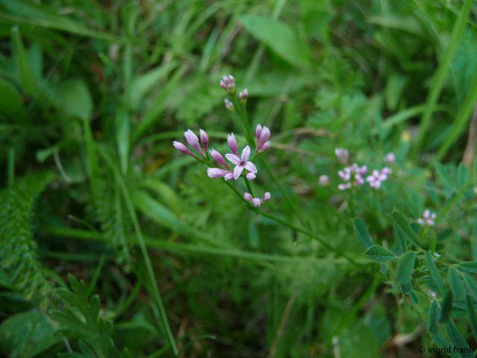 Asperula cynanchica / Hügel-Meier    VI-IX