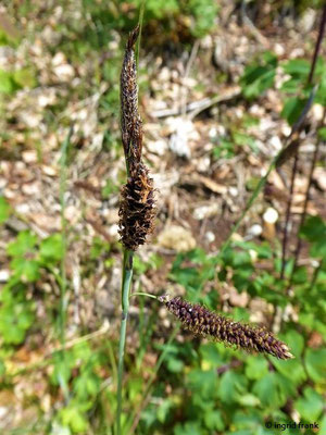 Carex flacca - Blaugrüne Segge, Schlaffe Segge    V-VII