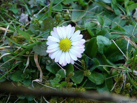 25.03.2010-Bellis perennis - Gänseblümchen