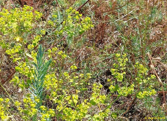 Euphorbia seguieriana / Steppen-Wolfsmilch