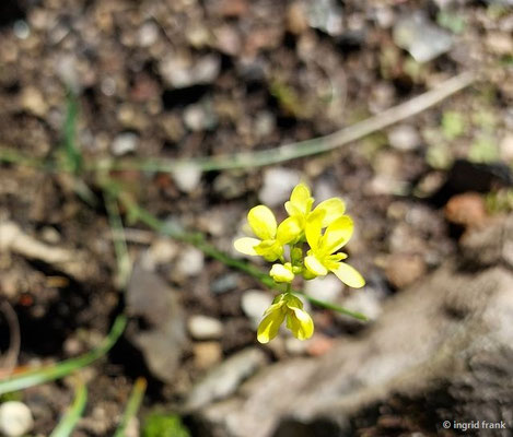 Biscutella laevigata / Glattes Brillenschötchen  V-VII  (10.08.2023; Botanischer Garten Frankfurt am Main)