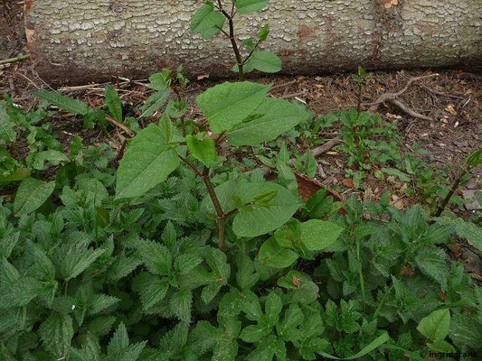 Fallopia japonica - Japanischer Staudenknöterich