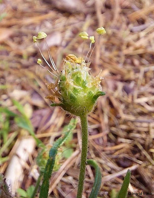 Plantago arenaria / Sand-Wegerich   VI-IX
