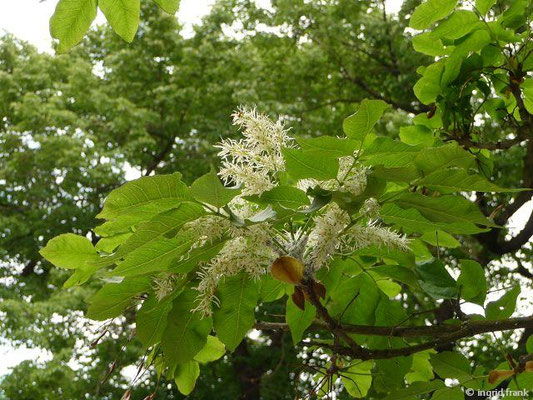 Fraxinus ornus / Blumen-Esche, Manna-Esche