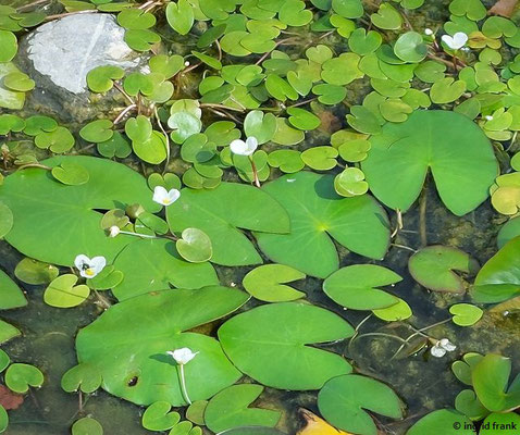 Hydrocharis morsus-ranae / Europäischer Froschbiss