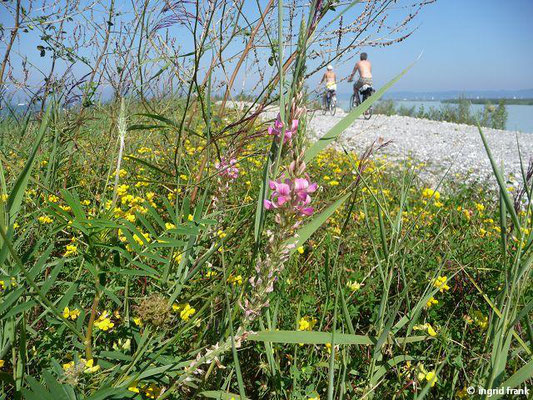 Onobrychis arenaria / Sand-Esparsette    VI-VII