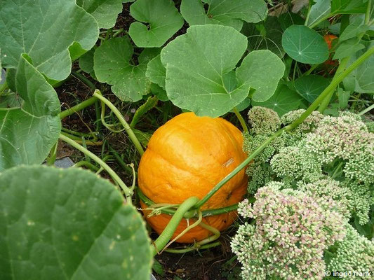 Cucurbita maxima / Riesen-Kürbis