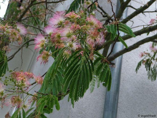 Mimosa pudica / Schamhafte Sinnpflanze
