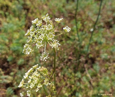 Peucedanum oreoselinum / Berg-Haarstrang VII-VIII