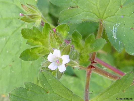 Geranium rotundifolium / Rundblättriger Storchschnabel    (29.04.2019; Italien, Toskana bei Rosignano Marittimo)