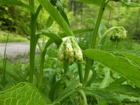 Symphytum officinale / Gewöhnlicher Beinwell