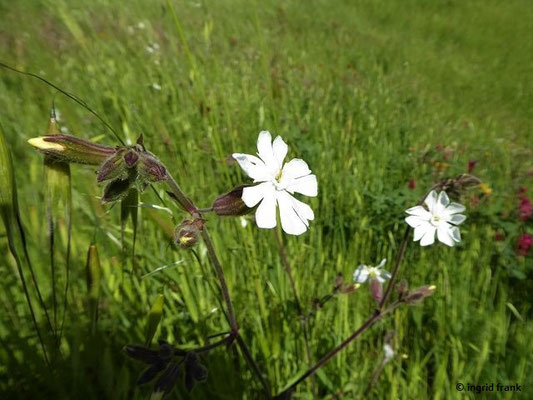 Silene latifolia / Weiße Lichtnelke, Weiße Nachtnelke    (29.04.2019; Italien, Toskana bei Rosignano Marittimo)