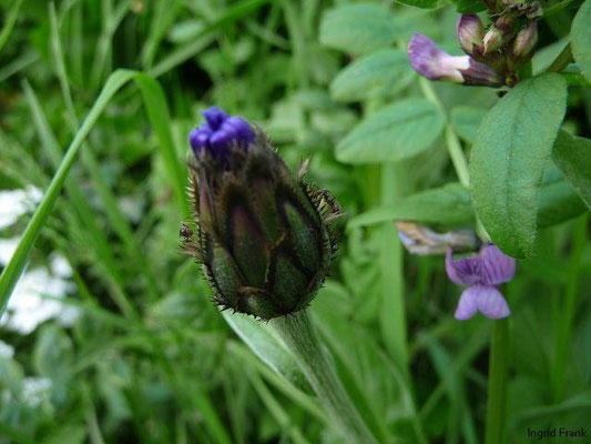 25.05.2010-Centaurea montana - Berg-Flockenblume