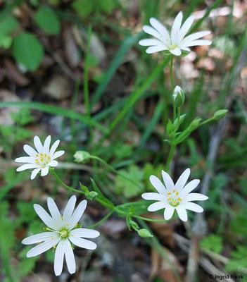 Stellaria holostea / Große Sternmiere  (01.05.2025; Geislingen, Albtrauf zwischen Anwand- und Himmelfelsen)