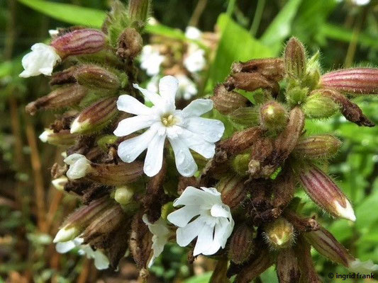 Silene latifolia - Weiße Lichtnelke, Weiße Nachtnelke