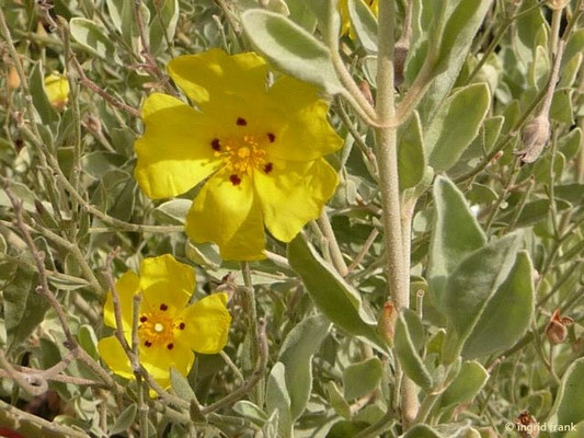 Halimium halimifolium / Gelbe Zisrose (17.09.2017 - Botanischer Garten Universität Heidelberg)