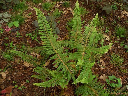 Polystichum setiferum / Borstiger Schildfarn