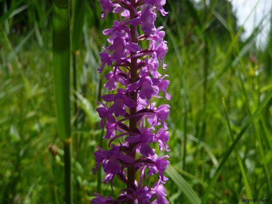 Gymnadenia conopsea / GroßeHändelwurz