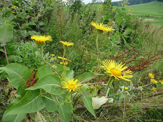 Inula helenium / Echter Alant (Kräutergarten Artemisia)    VII-VIII