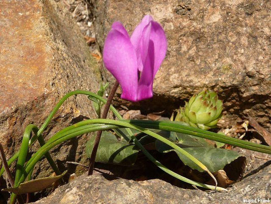 Cyclamen purpurascens / Alpenveilchen (24.05.2012; Botanischer Garten Leipzig)