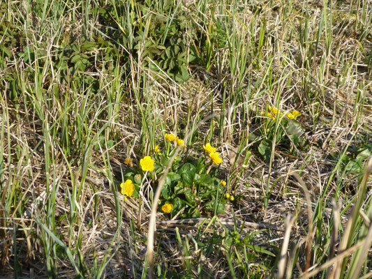08.04.2020; Streuwiese beim Rösslerweiher