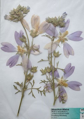 Malva moschata / Moschus-Malve  (05/2011; Achkarren)  (Herbarium Dr. Wolf v. Thun)