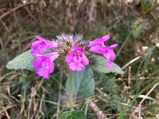 Clinopodium vulgare / Gewöhnlicher Wirbeldost